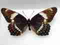 Liminitis astynax (aberrant, hunter mt) (Internet Image property of respective owner, non-commercial use only)